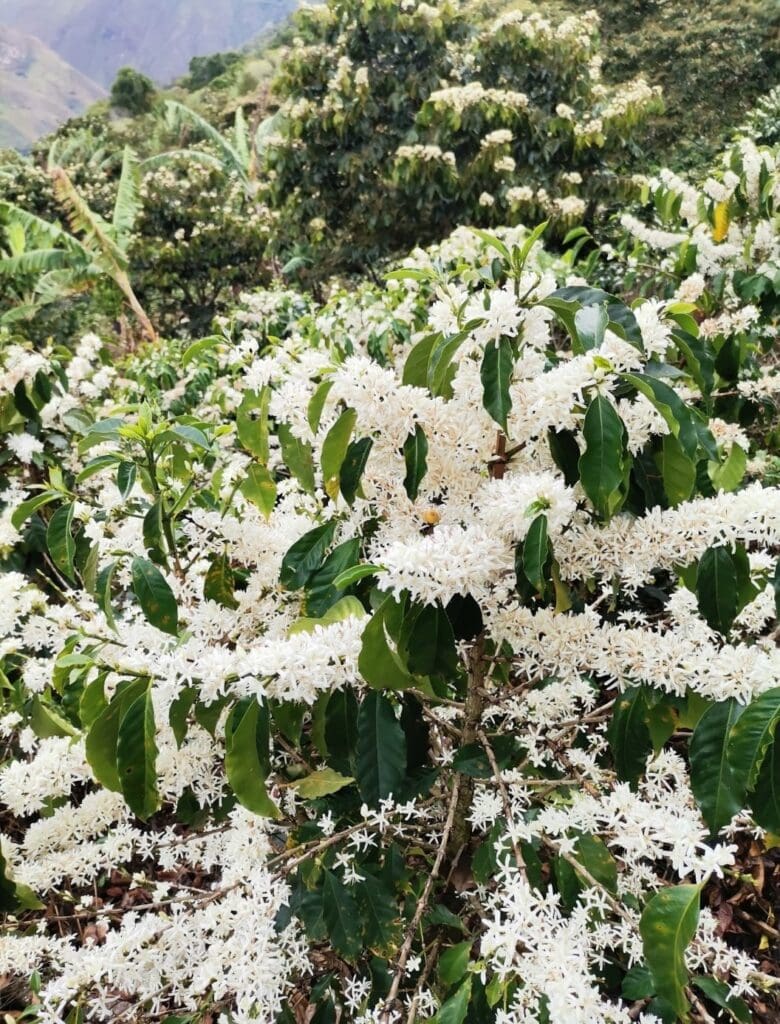 Colombia Buesaco Natural