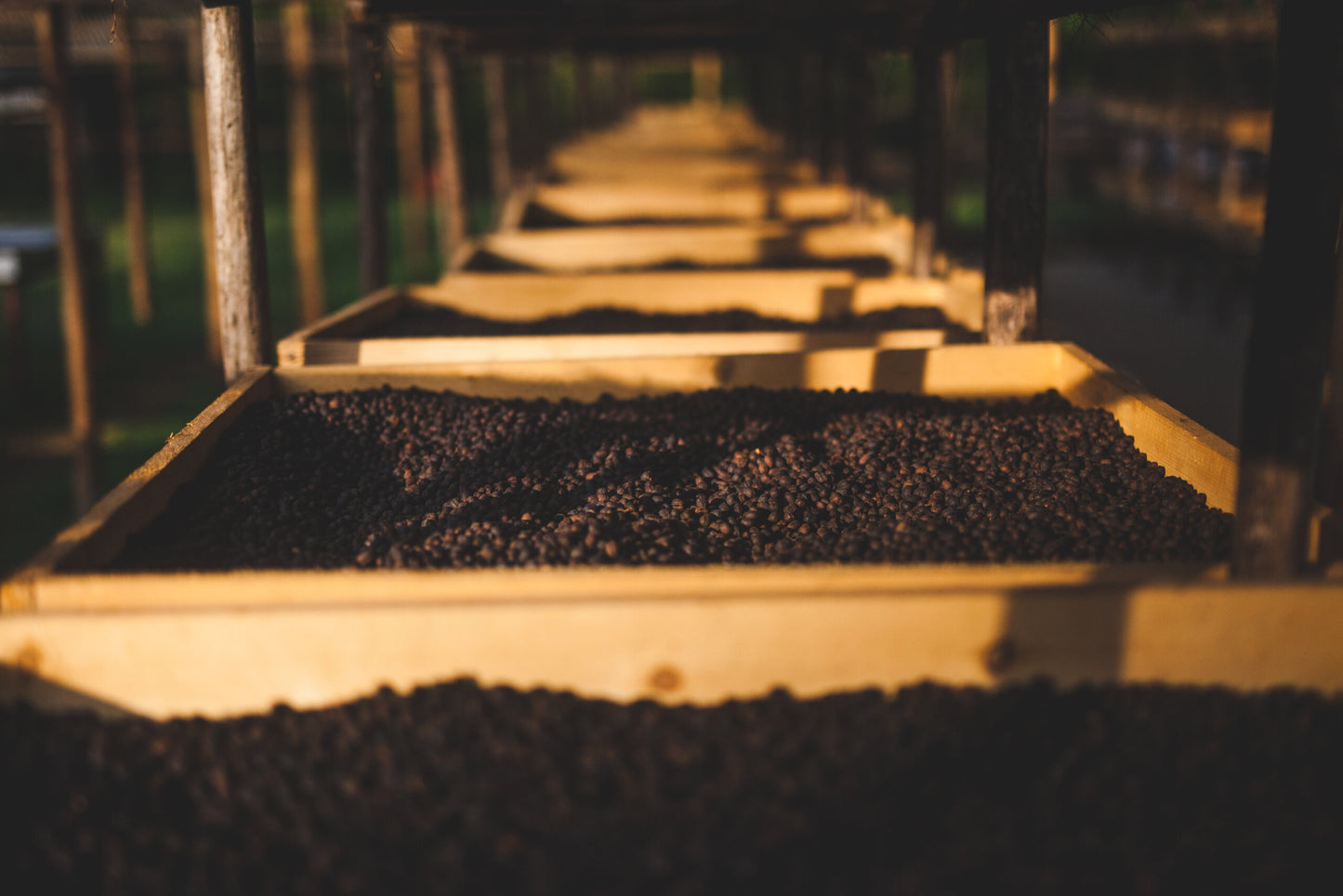 Ethiopia East Harar Natural