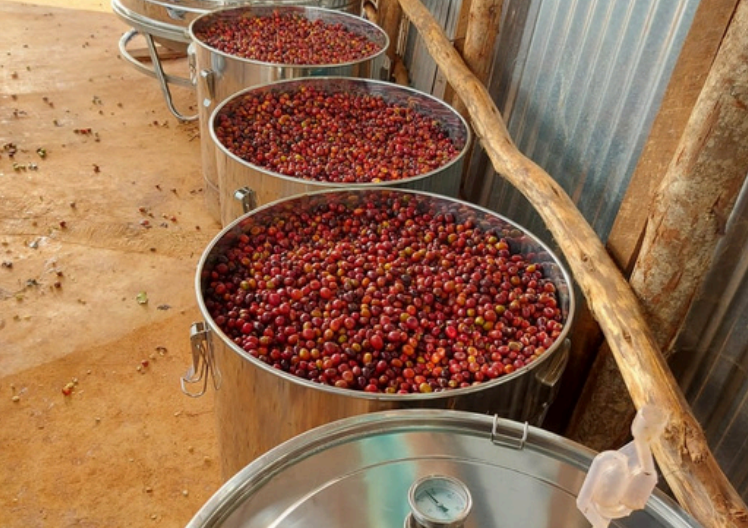 Ethiopia Worka Sakaro Anaerobic Natural