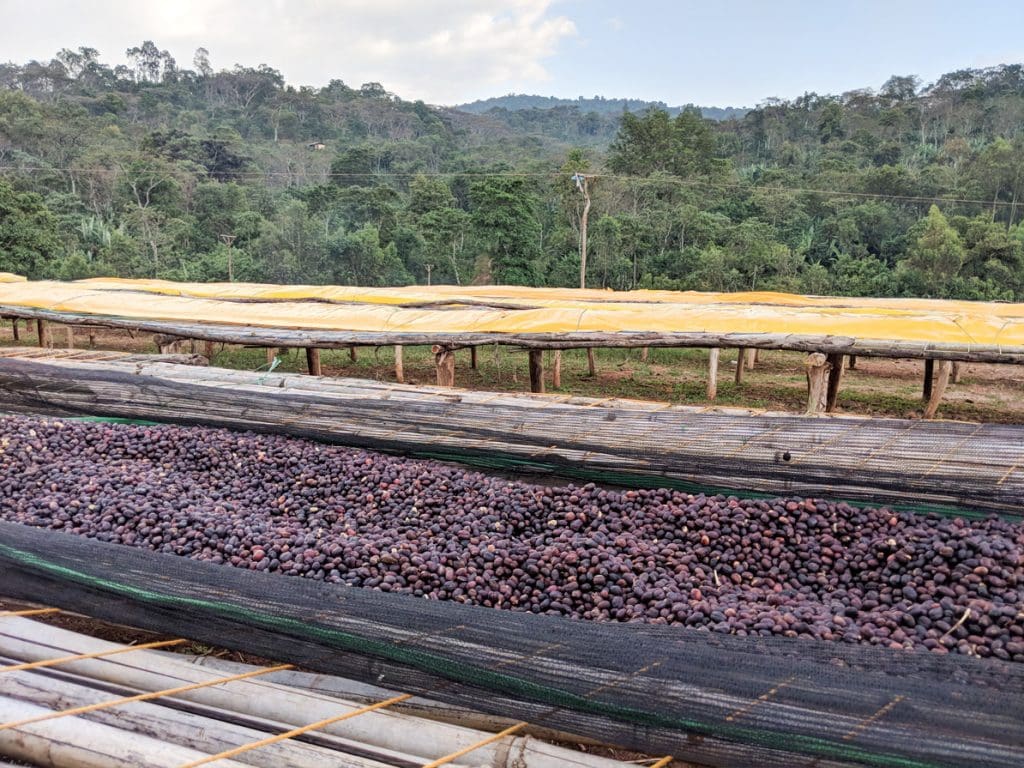 Ethiopia Koke Honey