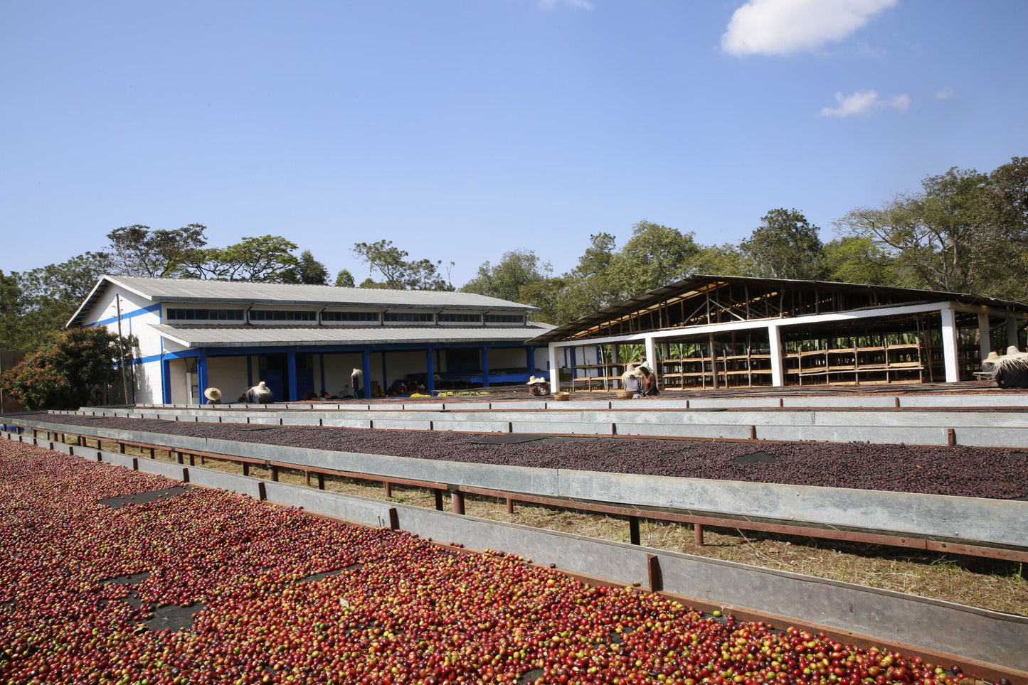 Ethiopia East Harar Natural