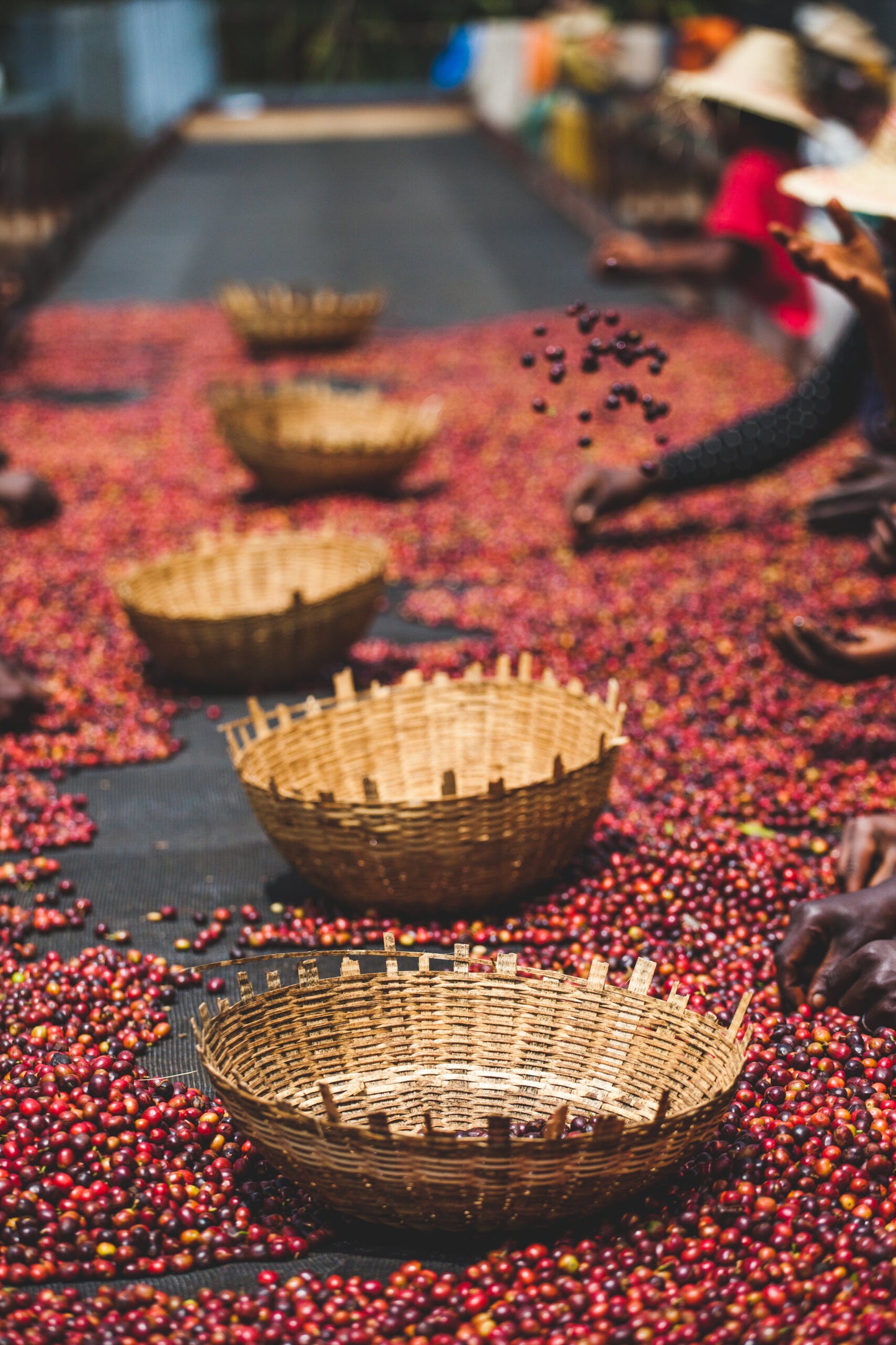 Ethiopia East Harar Natural