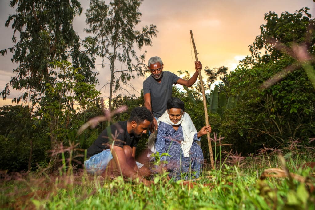 Ethiopia Guji Megadu Natural