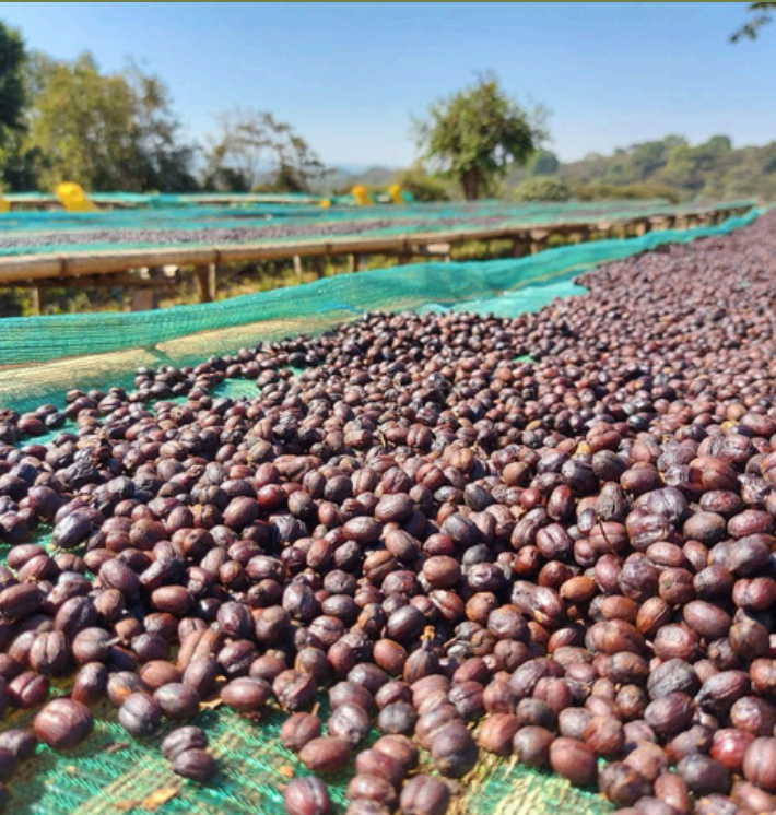 Ethiopia Worka Sakaro Anaerobic Natural