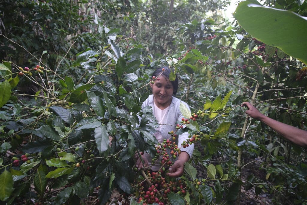 Peru Women's Group Washed