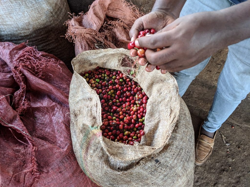 Ethiopia Koke Honey
