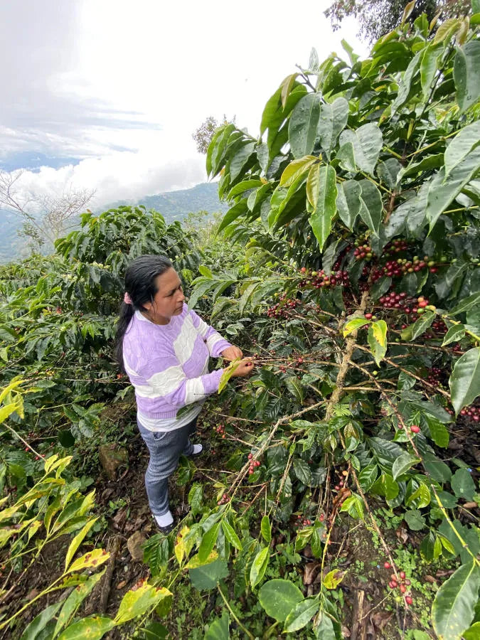 Peru Maria Nieves Finca El Limon Geisha